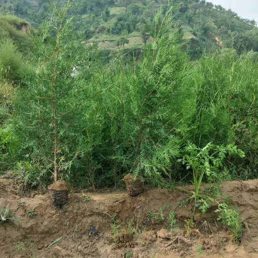 彭阳县侧柏苗