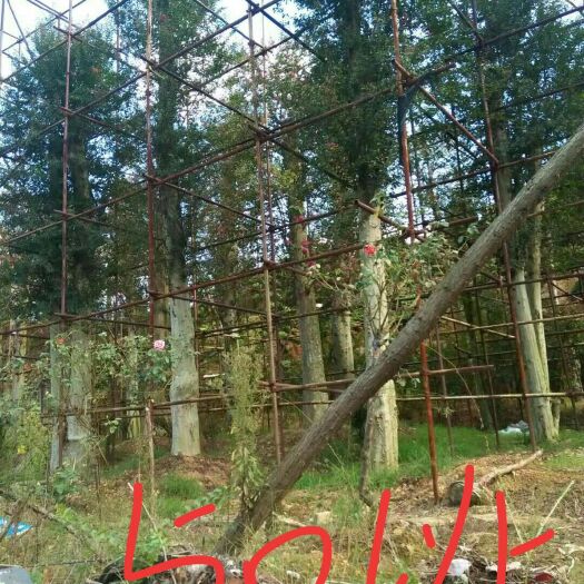 富宁县紫薇树