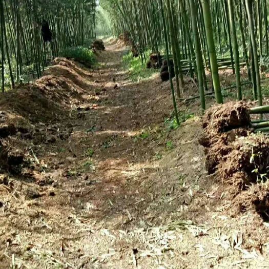 浦城县雷竹  大量供应各种规格的早园竹、雷竹、青皮竹2-5公分。