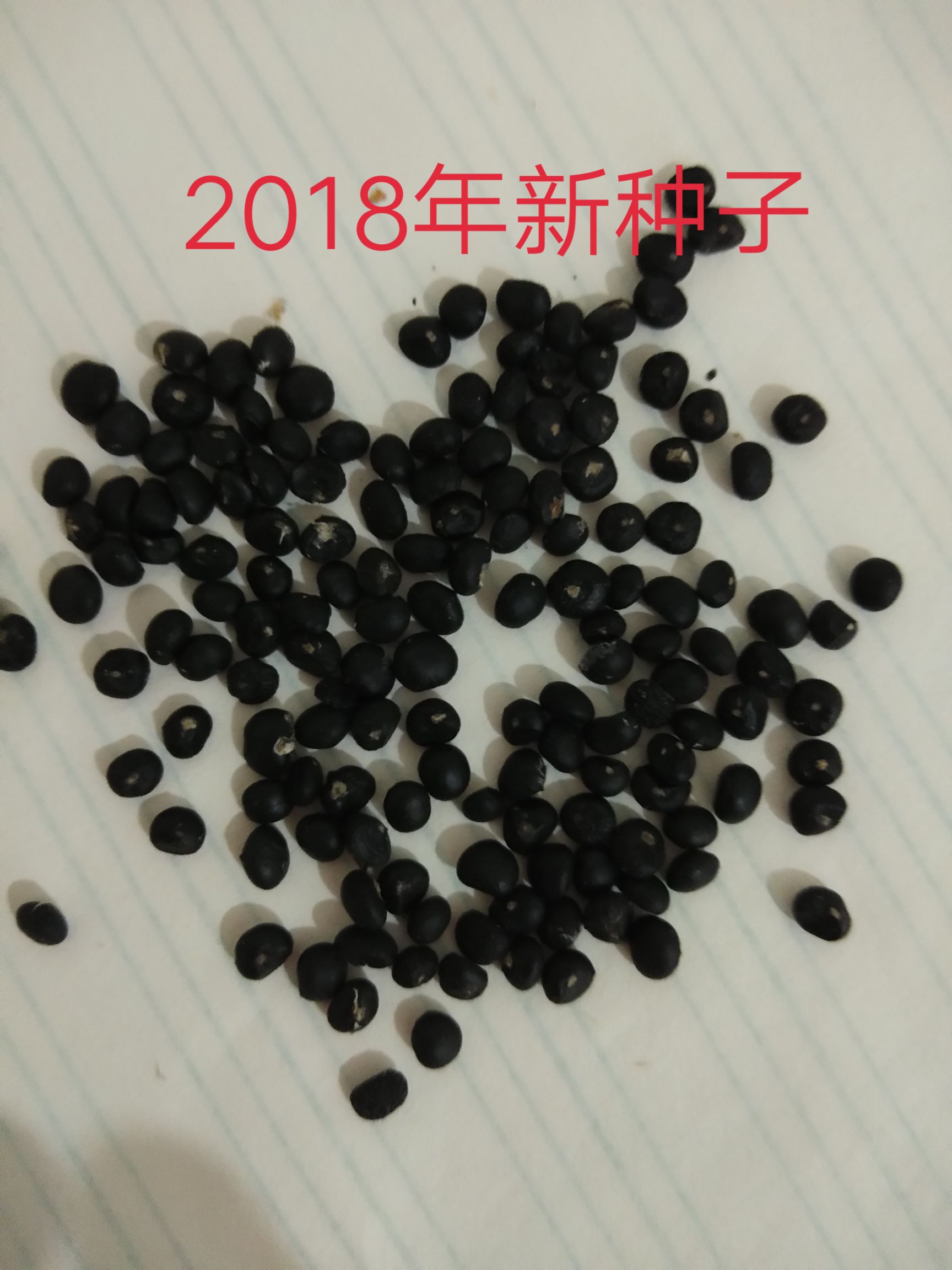 曹县 芦笋种子500g/斤