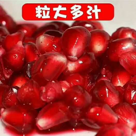 泰安突尼斯软籽石榴树苗