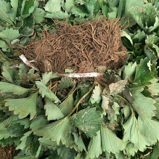 泰安京藏香草莓苗  优质红颜，红玉，天仙醉，法兰地，宁玉，随珠，章姬