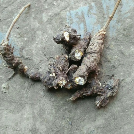 丹凤县北苍术  苍术  秦岭高山出品。苍术