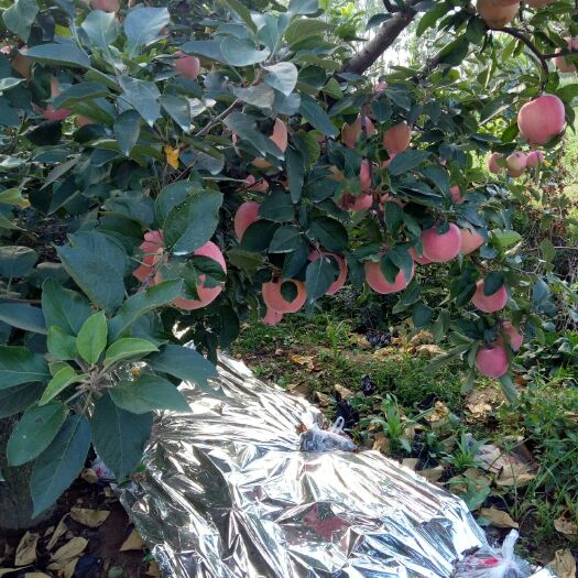 山东苹果美八，红露，华硕，红星，红富士苹果大量上市了
