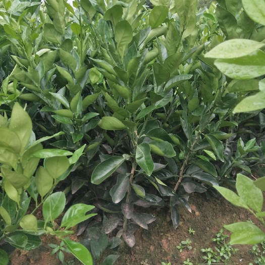 松滋市伦晚脐橙苗 0.5~1米 嫁接苗