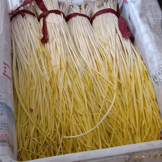 冠县蒜黄 45 - 50cm