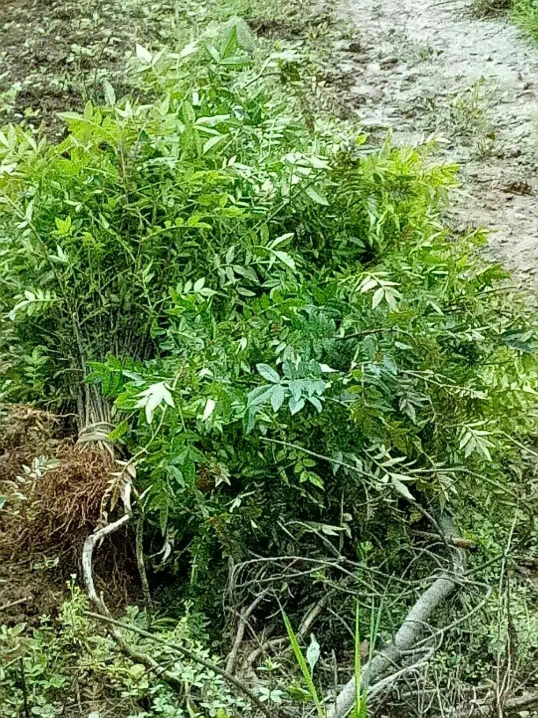 九叶青花椒苗 ，苗木健壮，根须发，苗圃直供