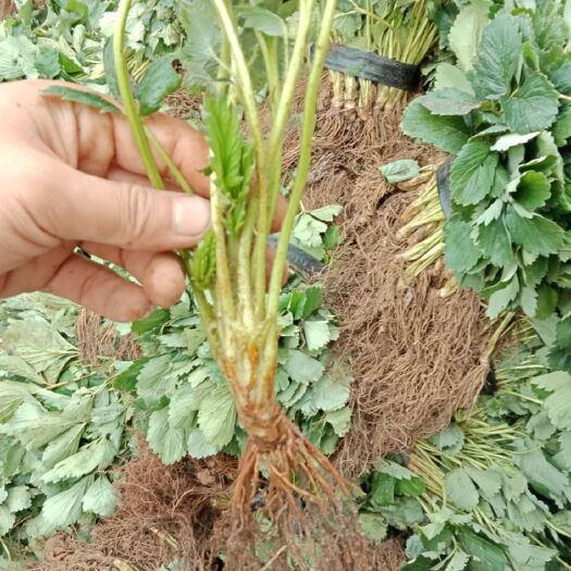章姬草莓苗 地栽苗 10~20公分