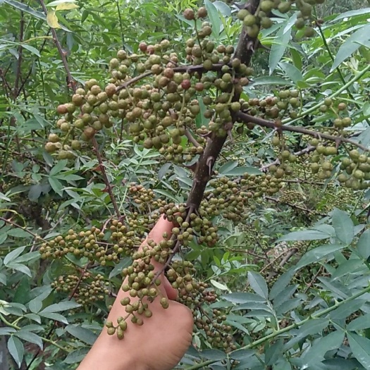 重庆市九叶青花椒苗