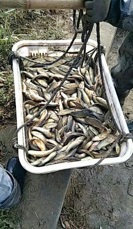 大邑县丁桂鱼苗