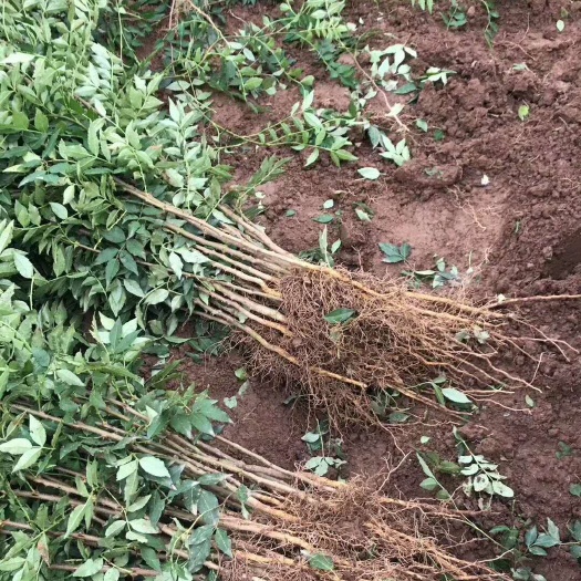 绛县大红袍花椒苗山西花椒
