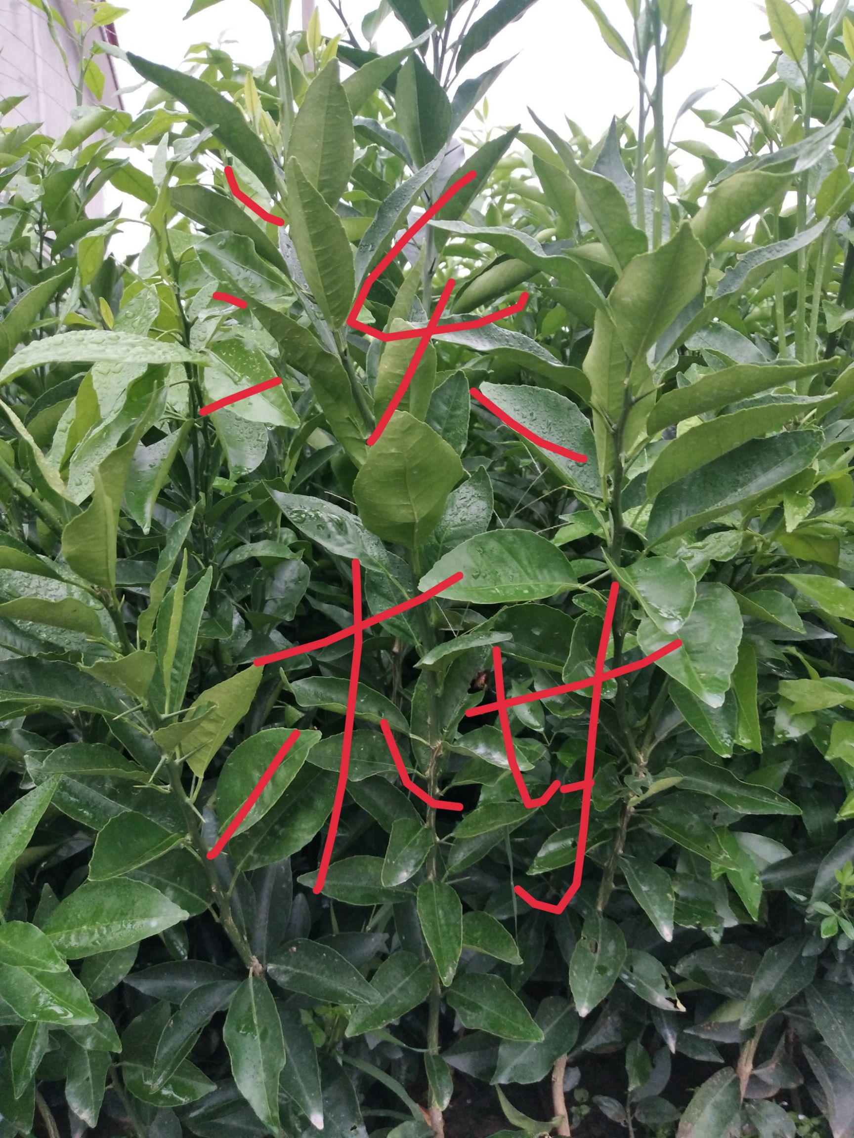 沃柑苗 0.35~0.5米