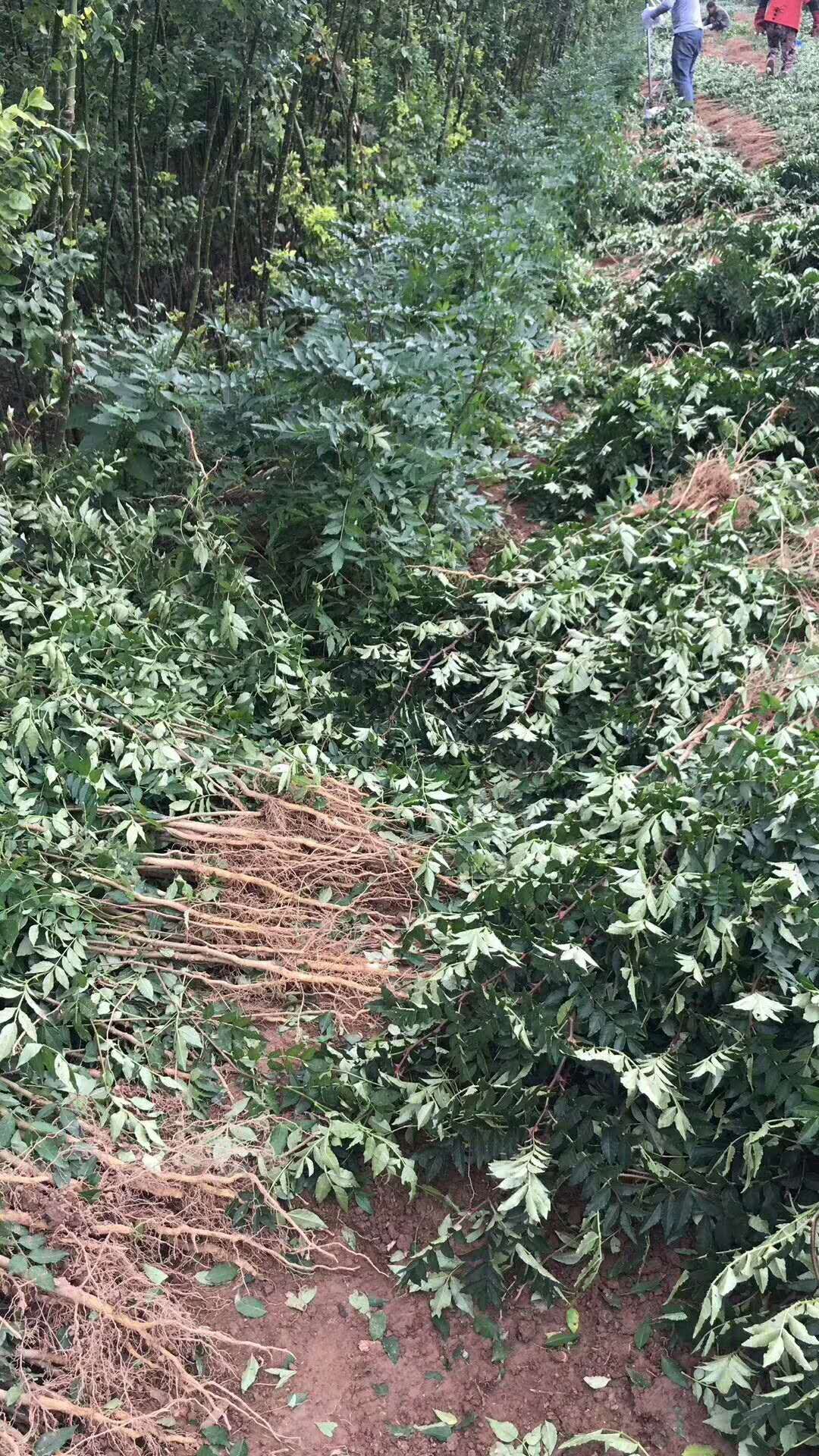 大红袍花椒苗山西花椒