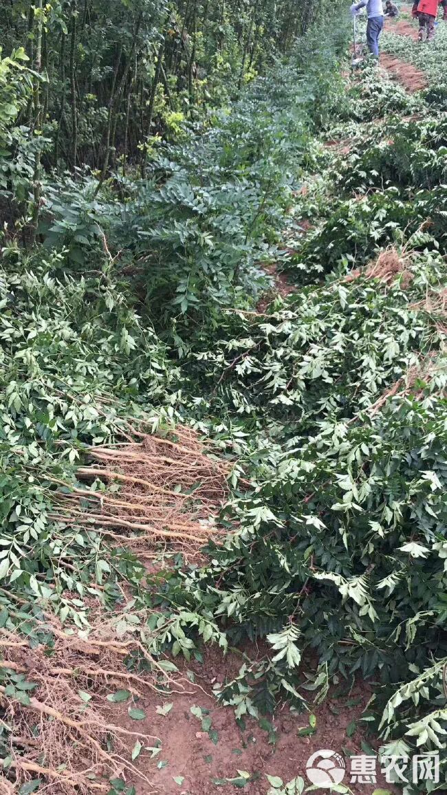 大红袍花椒苗山西花椒