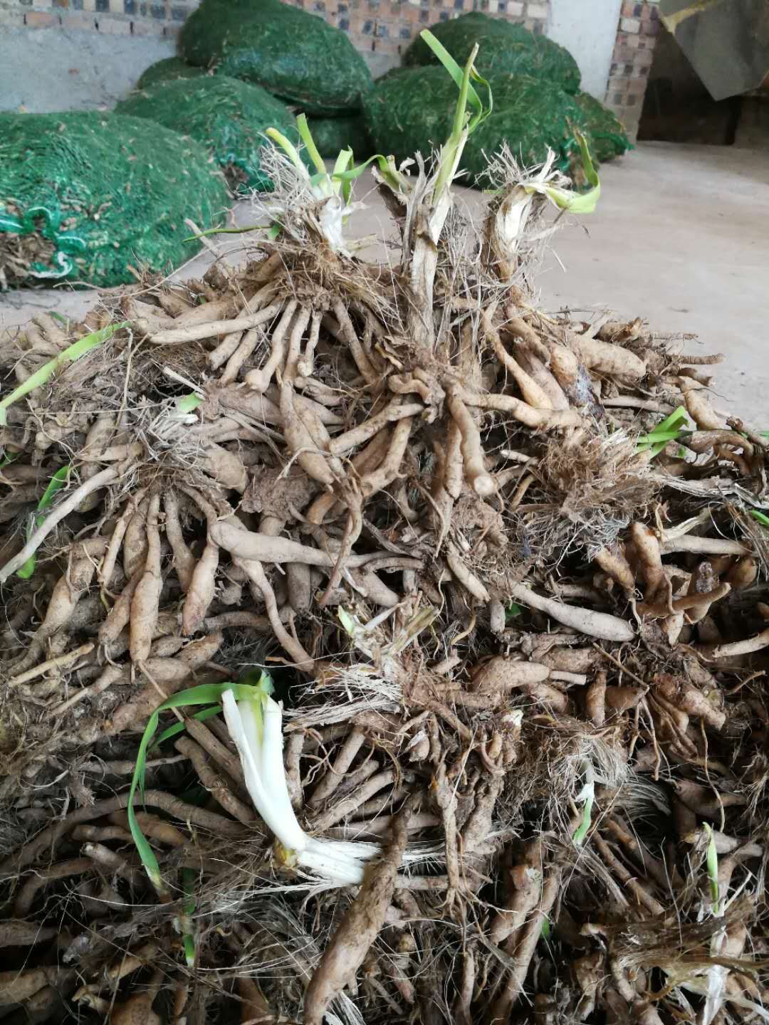 黄花菜苗 孟子花，高产，大根条