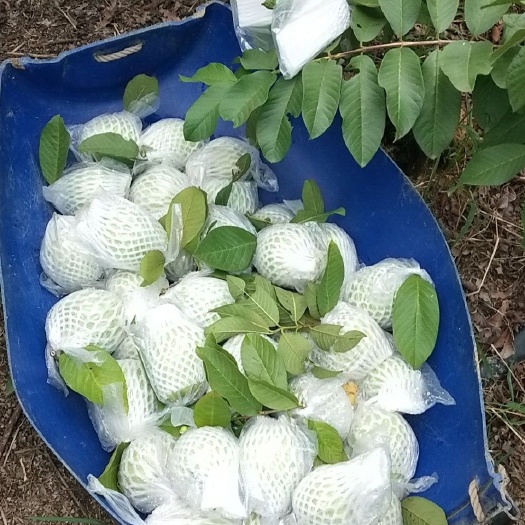 广州珍珠番石榴 150-450克