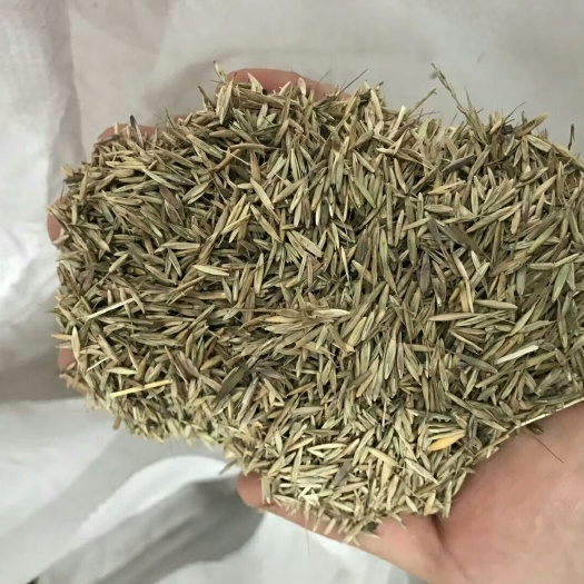 蒲公英种子 散装