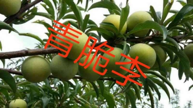 关岭县青李子苗 