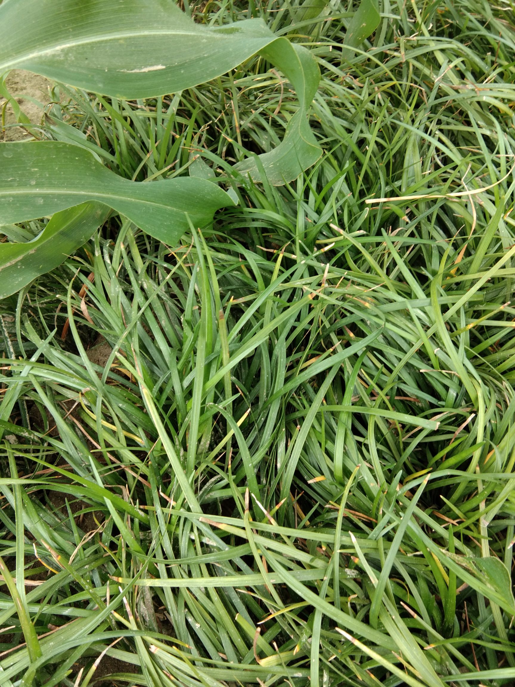 四川小葉麥冬草，玉龍草，種苗，