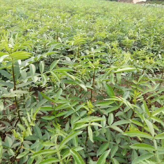 汉源县九叶青花椒苗 ，苗木健壮，根须发，苗圃直供