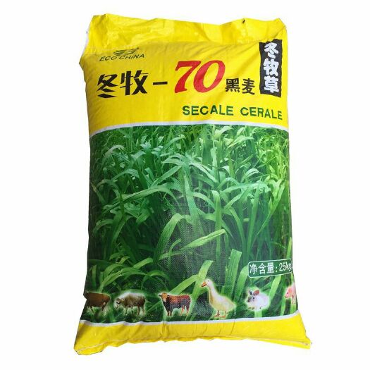 沭阳县冬牧草种子  优质冬牧70黑麦草种子质量优价格实惠包邮包出芽