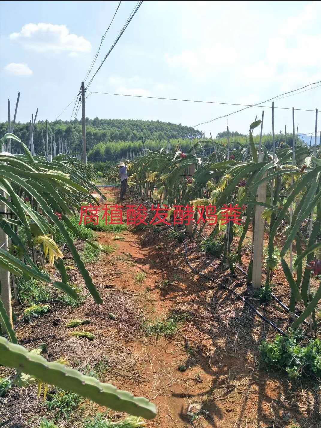 禽畜粪 腐殖酸发酵鸡粪