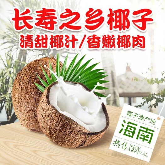 徐闻县毛椰 2 - 2.5斤 