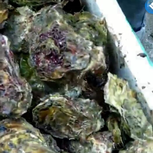 漳浦县漳州生蚝 深海生蚝，批发，产地直供