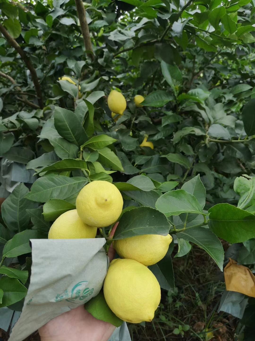 尤力克柠檬  重庆潼南黄柠檬新鲜水果现摘精选一级5斤整箱饮品非无籽青香水邮
