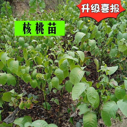 绛县薄皮核桃苗 