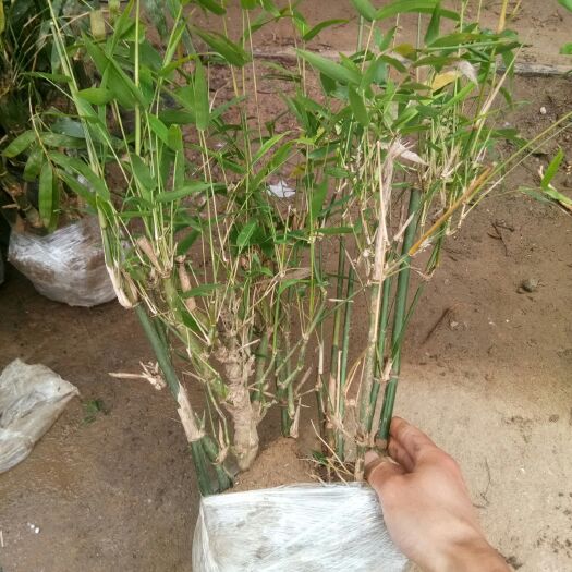 沭阳县佛肚竹