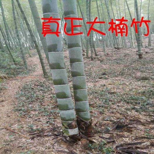 咸宁楠竹根苗大型楠竹食用竹笋楠竹之乡