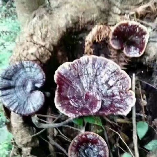 连南县灵芝黑灵芝（非种植货）