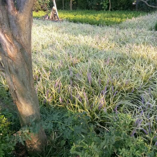 沭阳县麦冬草