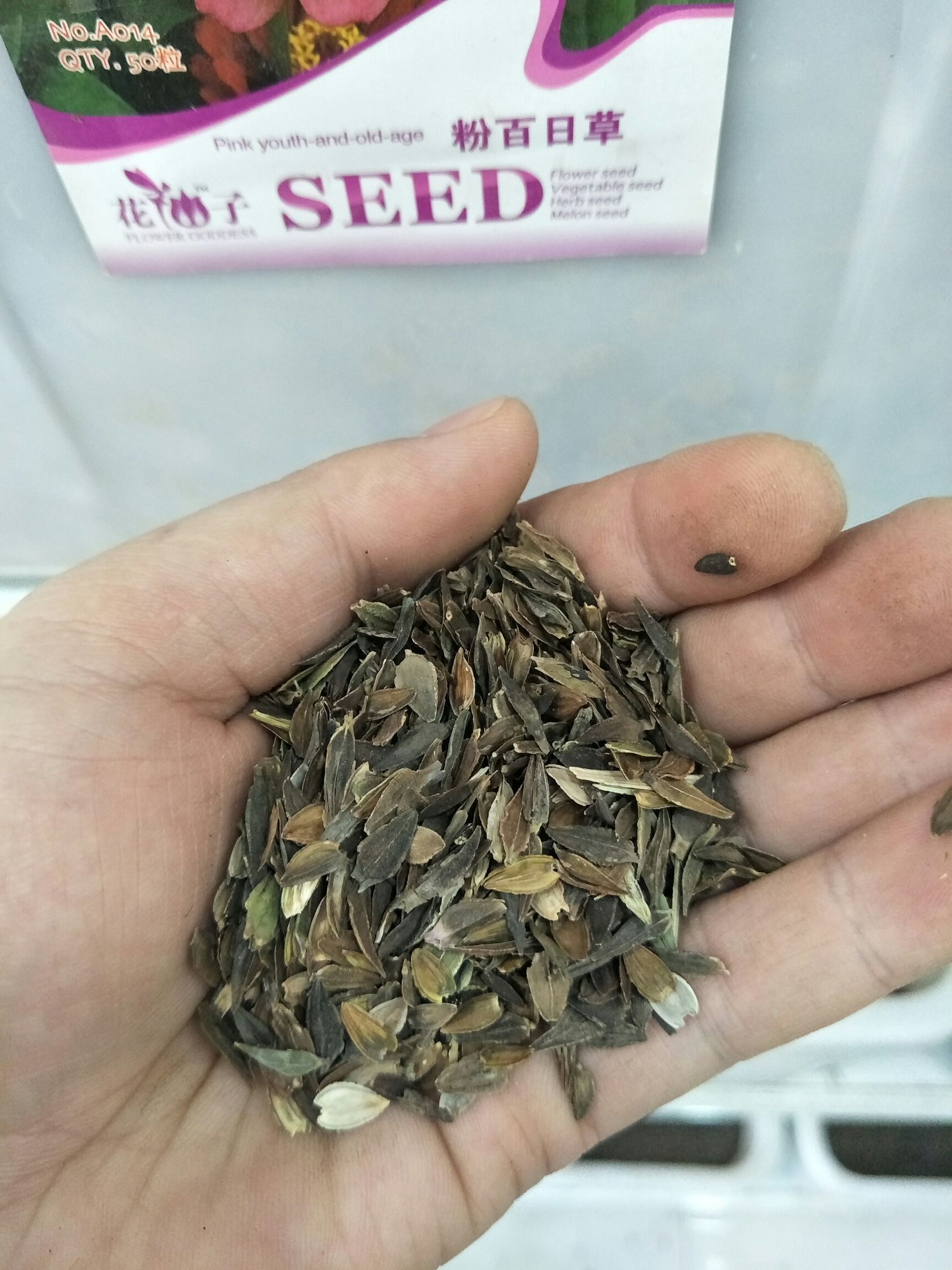 百日草种子 