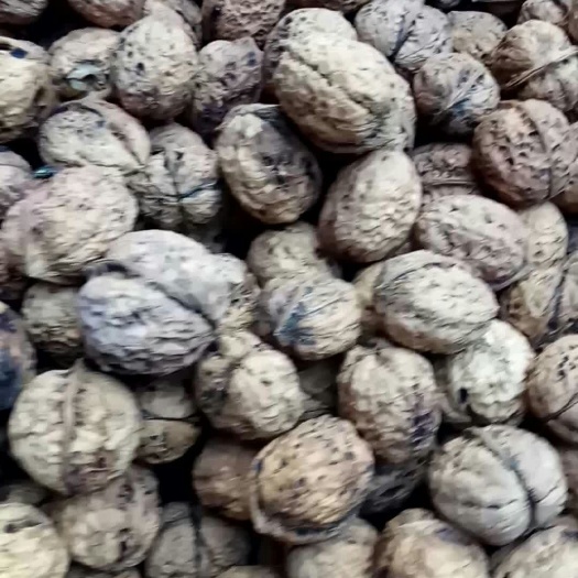 达州云南漾濞核桃