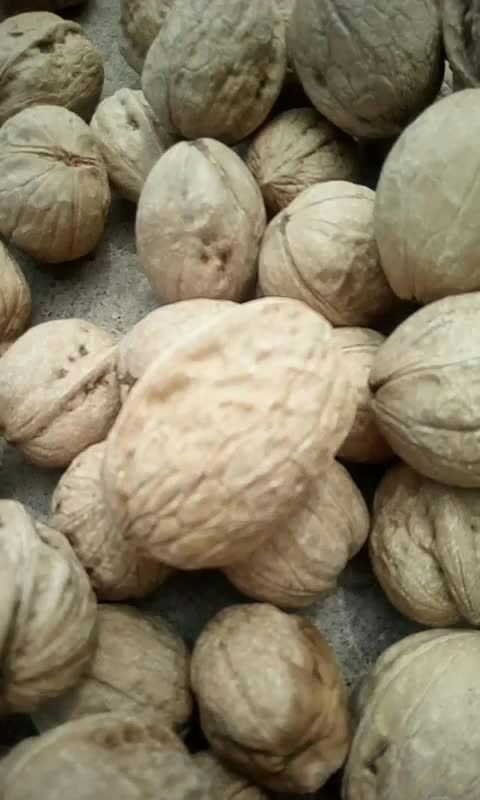 肥城市香玲核桃