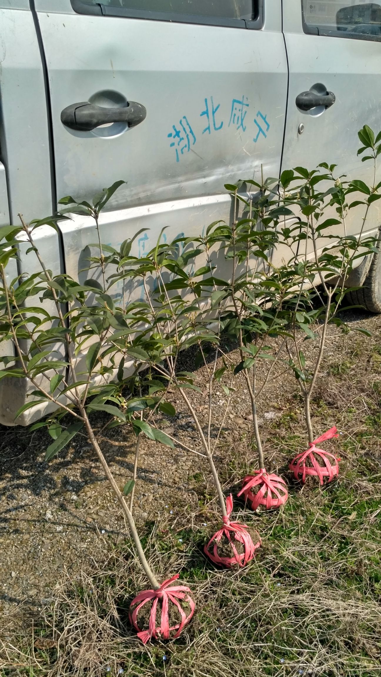 日香桂花期240天以上当年开花