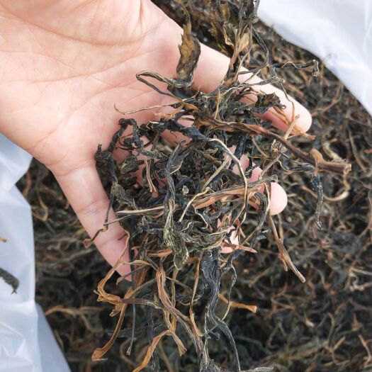 连南县败酱 苦斋菜