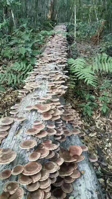 香菇半野生香菇