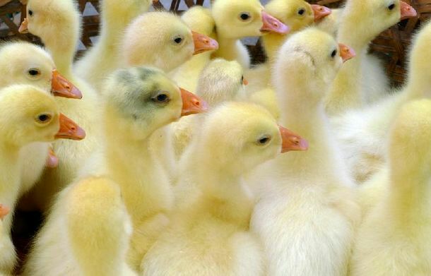 大三花鹅 统货 半圈养半散养 4斤以下 