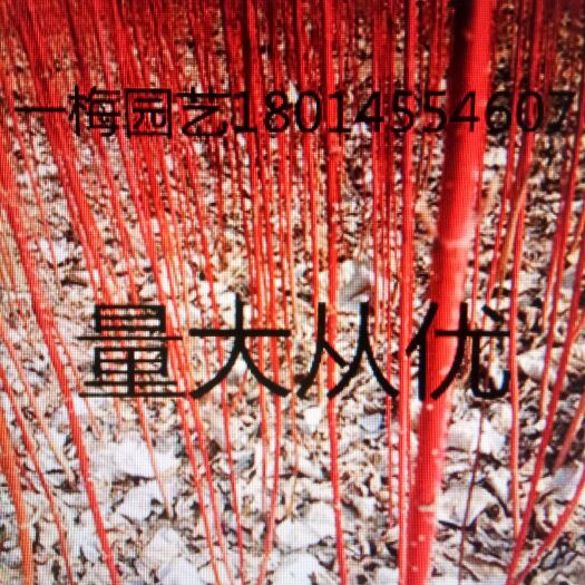 沭阳县花叶红瑞木