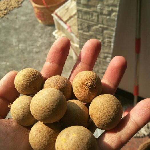 平和县 农家自晒桂圆干