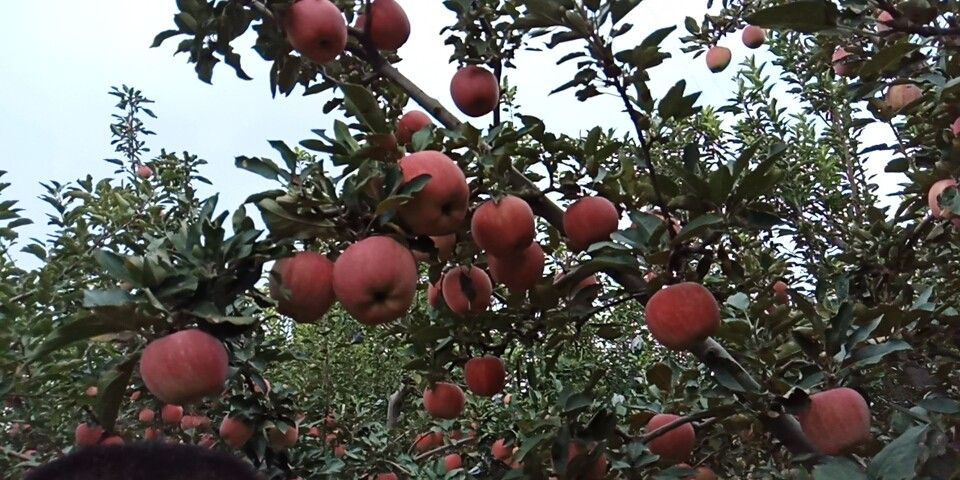 红星苹果  山西 万荣 纸袋新红星 75以上 中秋节馈赠佳品