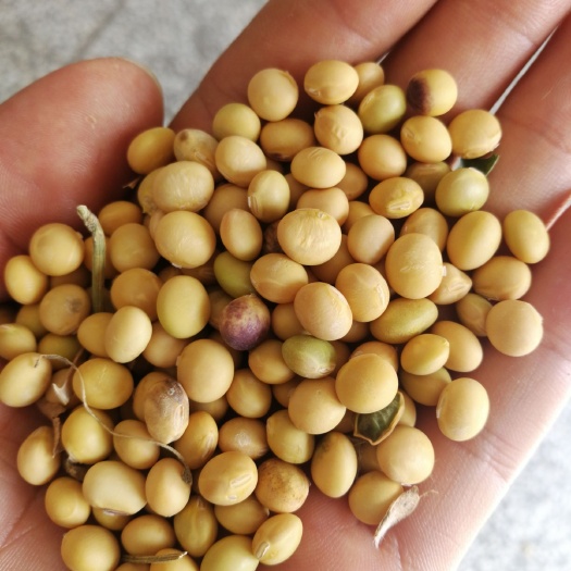 天门市小粒黄豆 生大豆 1等品