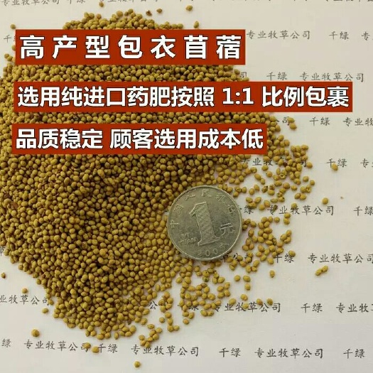 新沂市紫花苜蓿