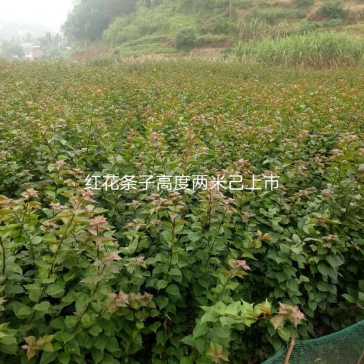大红三角梅 1.5~2米