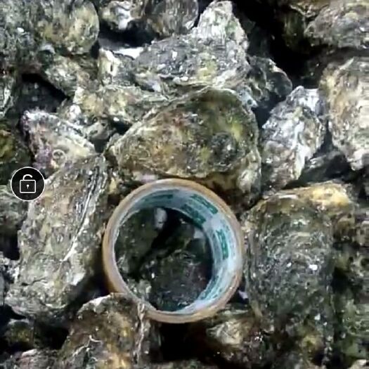 漳浦县漳州生蚝 深海生蚝