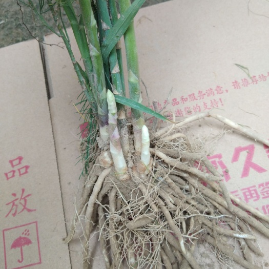 曹县芦笋根 混装通货