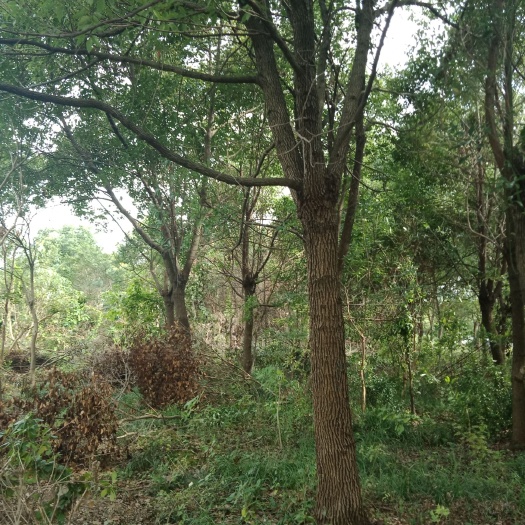 常州全冠香樟